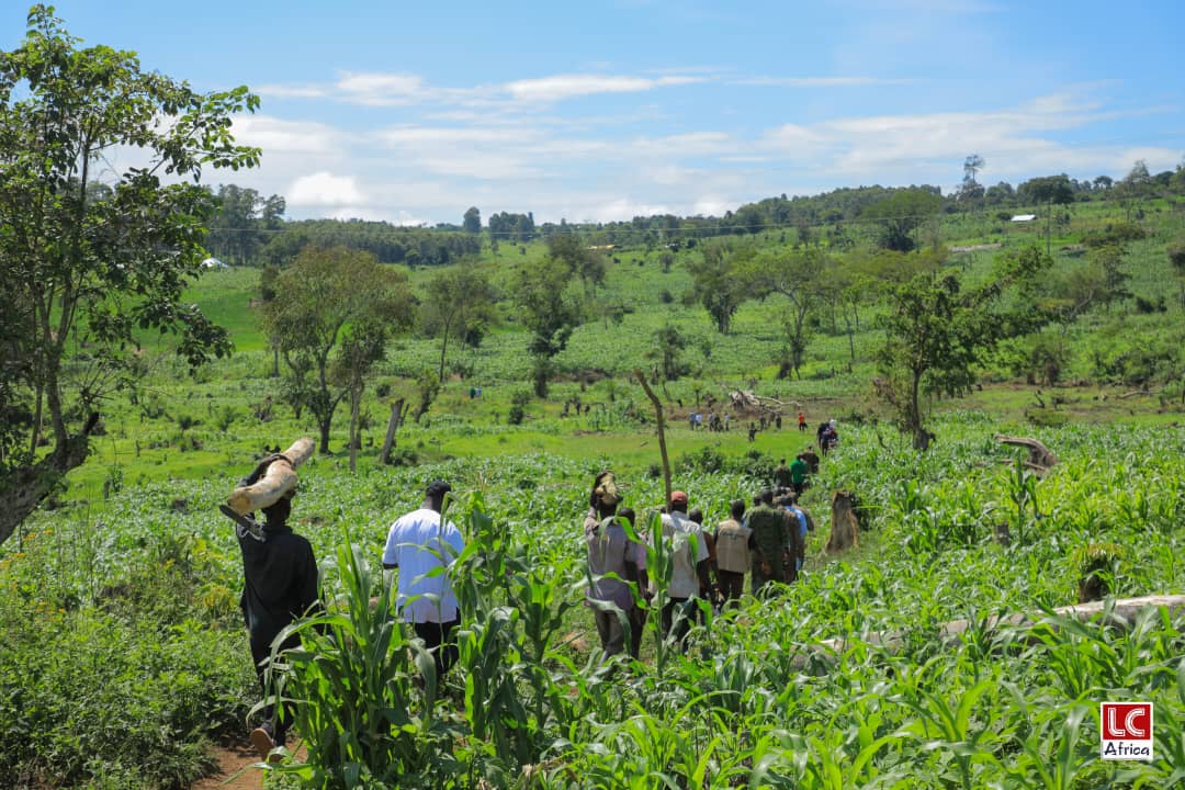 Bugoma Forest: the battle for an Albertine Rift treasure