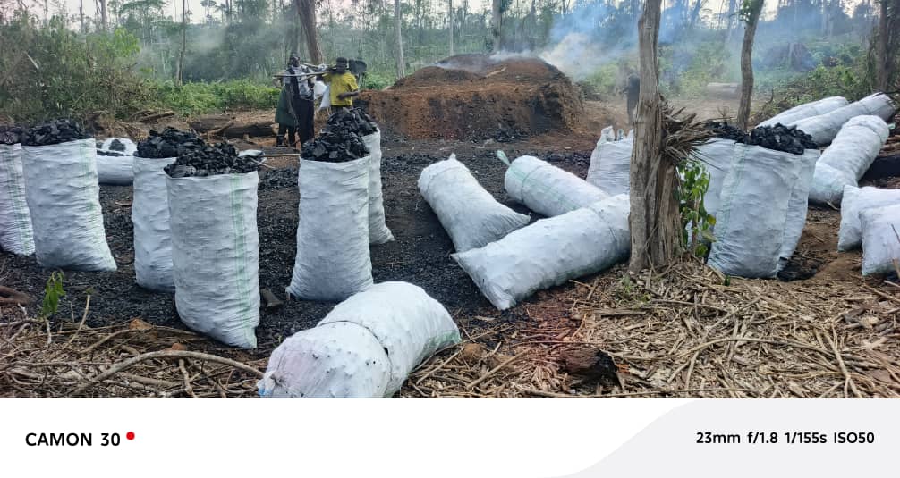 Sacks of charcoal beside a kiln in the Bugoma area