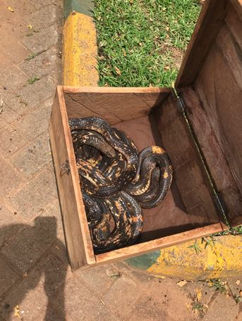 Egyptian Cobra Seized on the Northern By-Pass