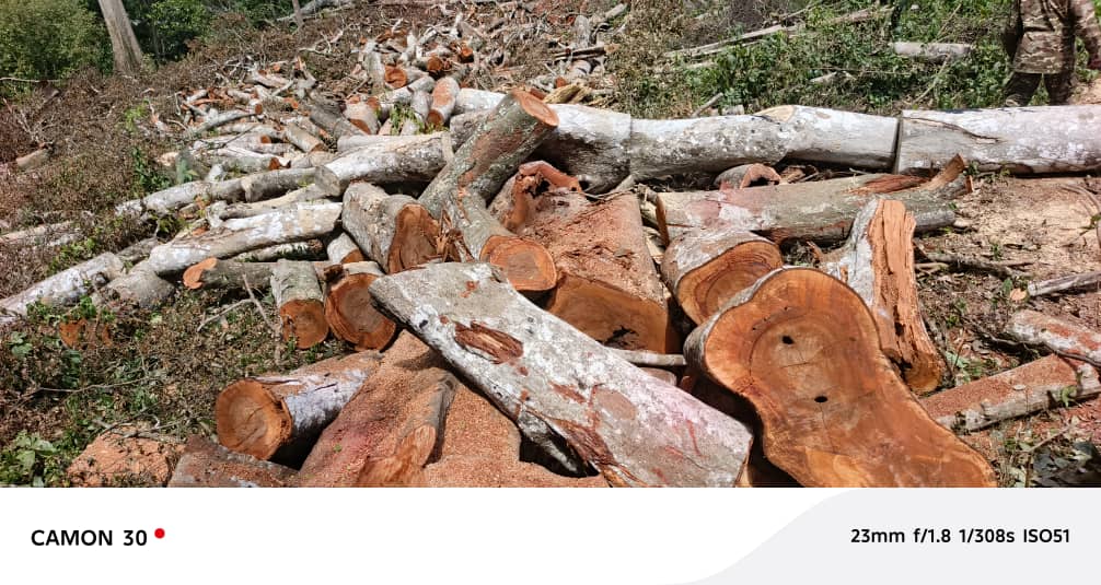 Illegally felled logs recovered from the forest