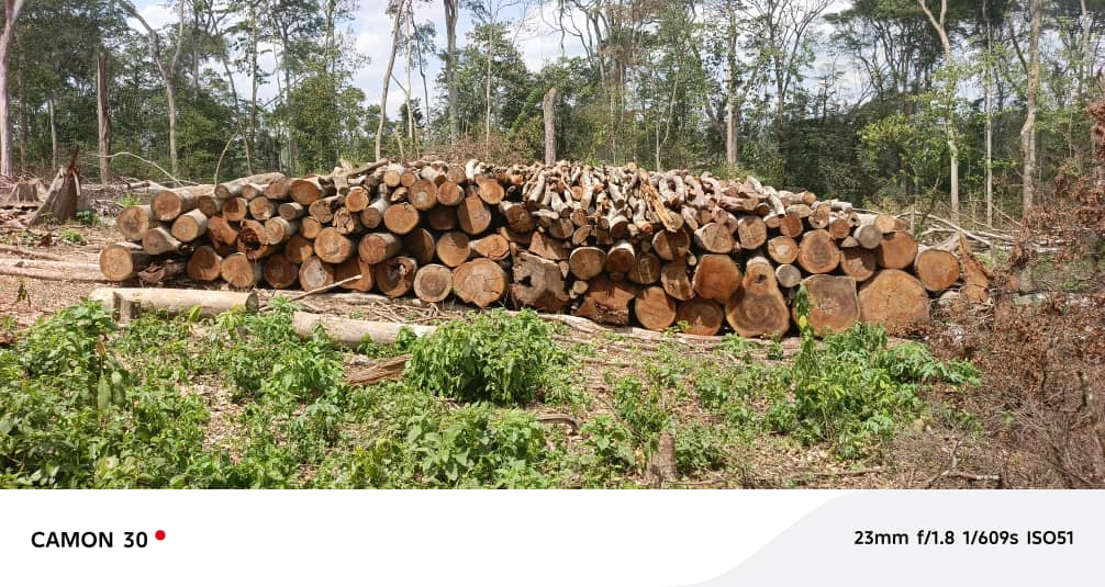 Timber under the law: confronting illegal logging and the illicit timber trade