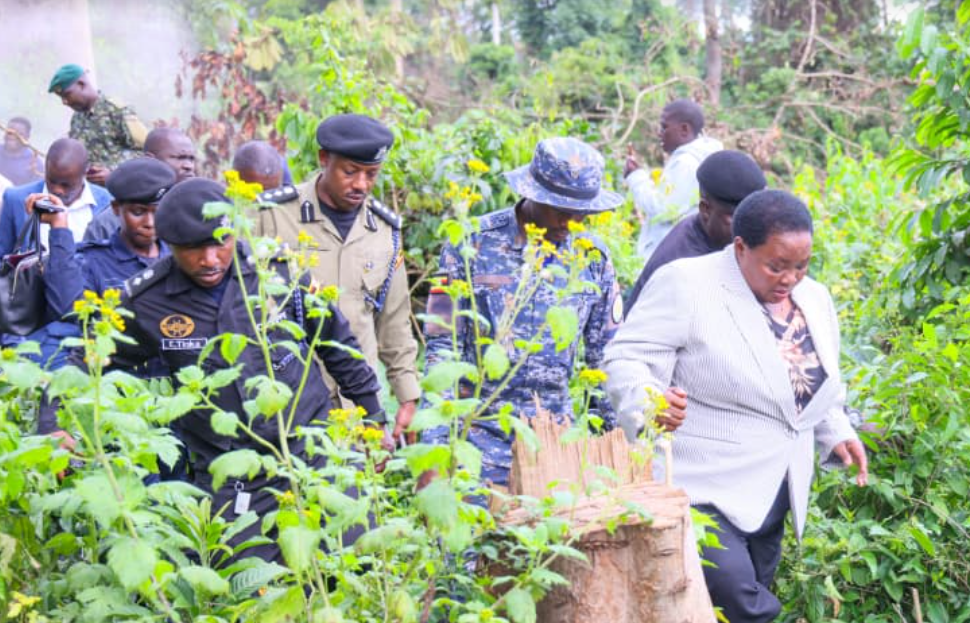 Bugoma Forest: the battle for an Albertine Rift treasure