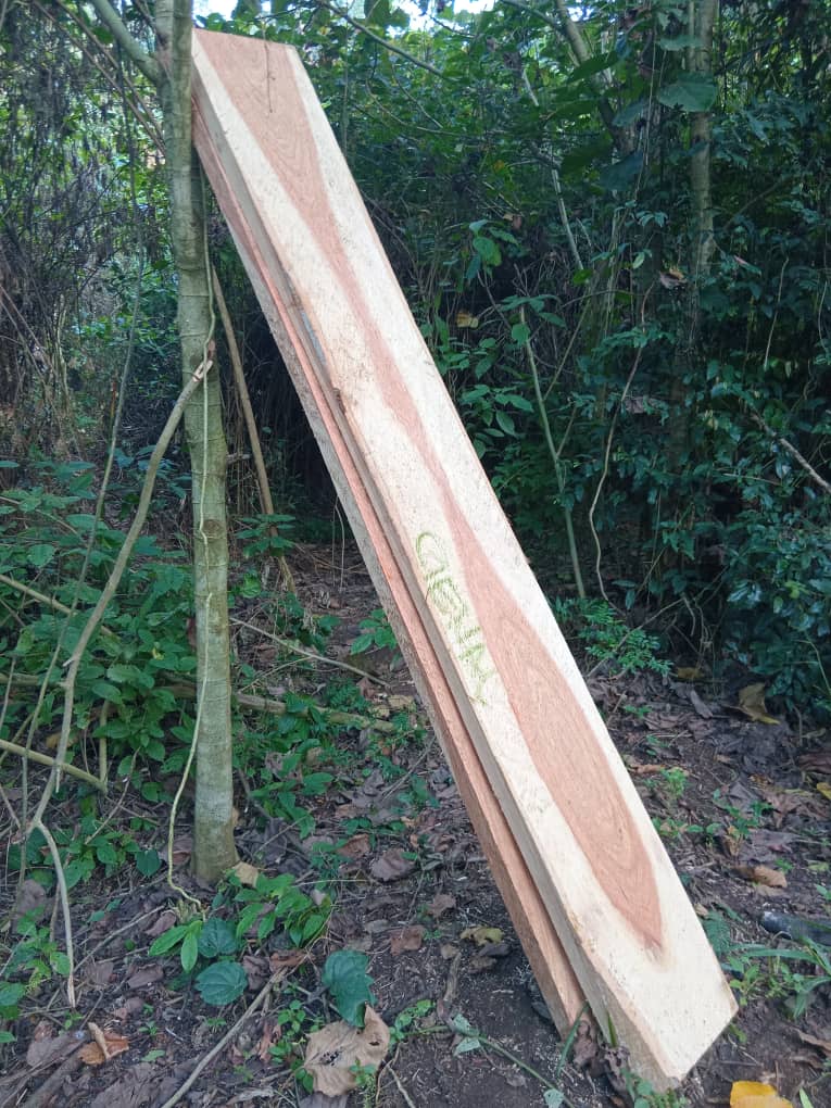 Freshly sawn timber planks at an illegal cutting site.