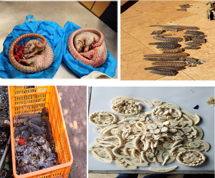 740 kg of Pangolin Scales and 58 kg of Ivory Intercepted