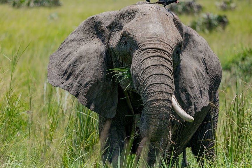 Lion Poisoning Convictions — Queen Elizabeth National Park