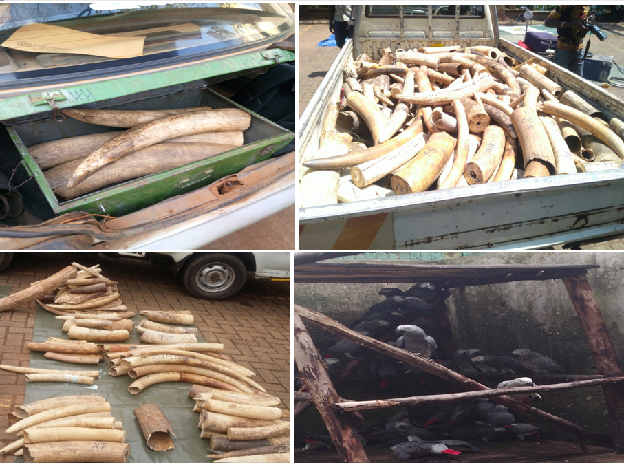 134 Pieces of Worked Ivory Seized — UGX 40 Million Penalty