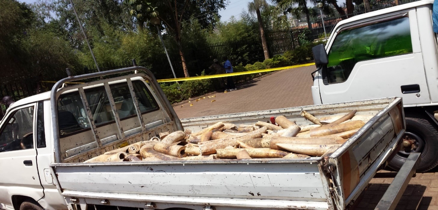1.3 Tonnes of Ivory Seized at Najjanakumbi