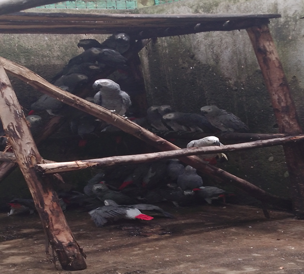 Confiscated African grey parrots in a holding cage