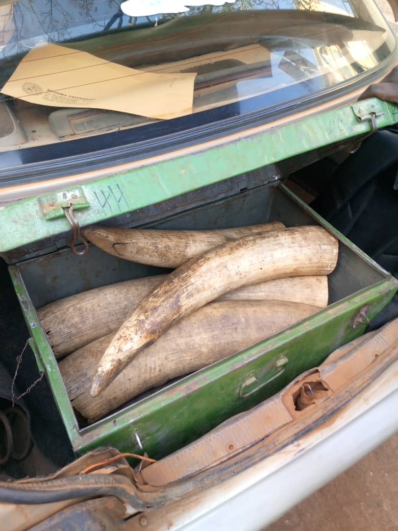 Traffic Officer Arrested with 34 kg of Ivory