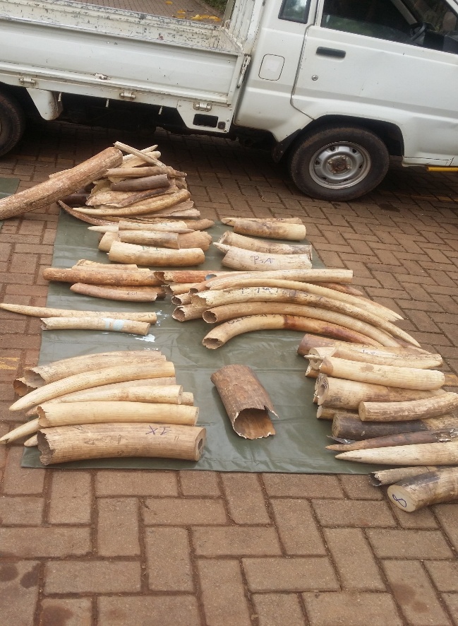 1.3 Tonnes of Ivory Seized at Najjanakumbi