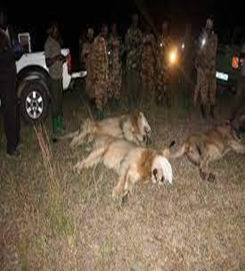 Lion Poisoning Convictions, Queen Elizabeth National Park