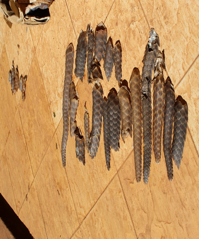 Seized bird feathers held as exhibits.