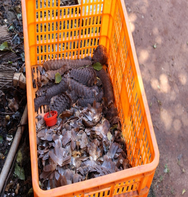 A crate of seized pangolin scales.