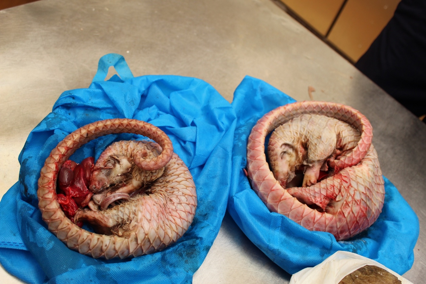 Foreign Nationals Convicted over Pangolin Trafficking in Kampala