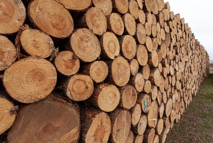 Timber under the law: confronting illegal logging and the illicit timber trade